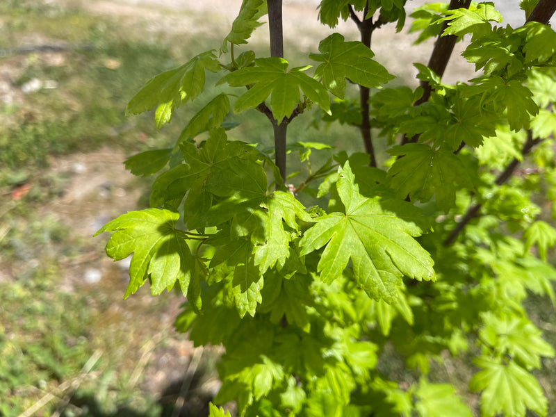 Acer circinatum 'J.A.G' Japanese Maple