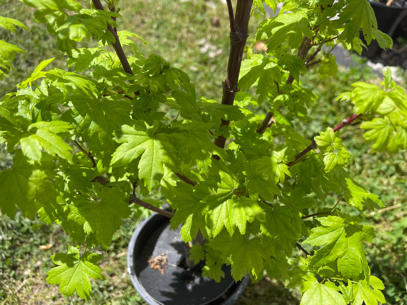 Acer circinatum 'J.A.G' Japanese Maple
