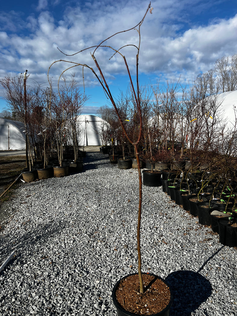 FOR PICKUP ONLY | Acer palmatum 'Hana matoi' Multi-High Graft | DOES NOT SHIP