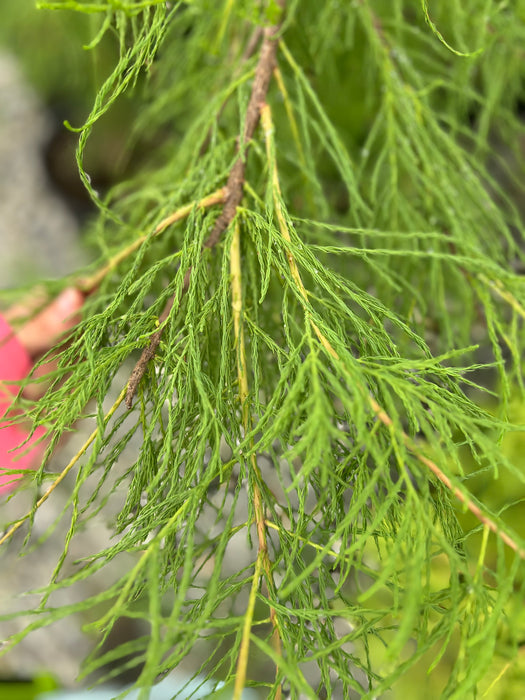 Taxodium aescendens 'Greenfeather®' Carolyn Malone Pond Cypress