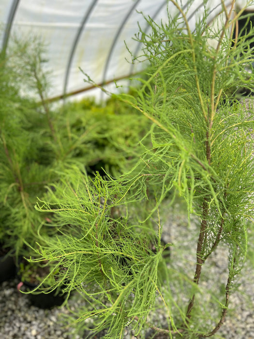 Taxodium aescendens 'Greenfeather®' Carolyn Malone Pond Cypress