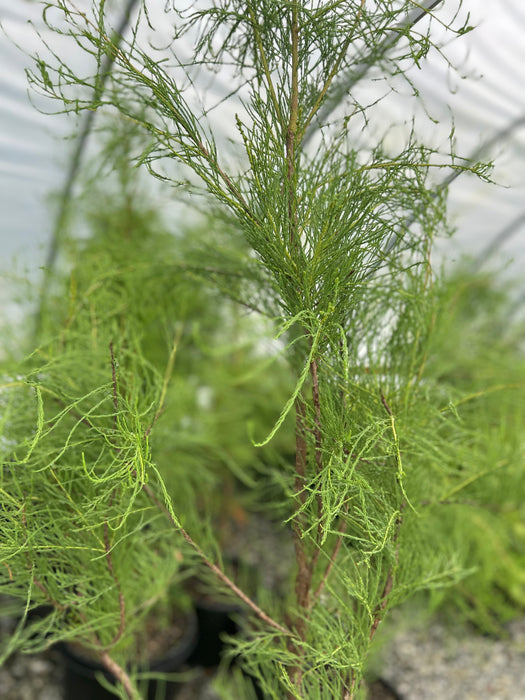 Taxodium aescendens 'Greenfeather®' Carolyn Malone Pond Cypress