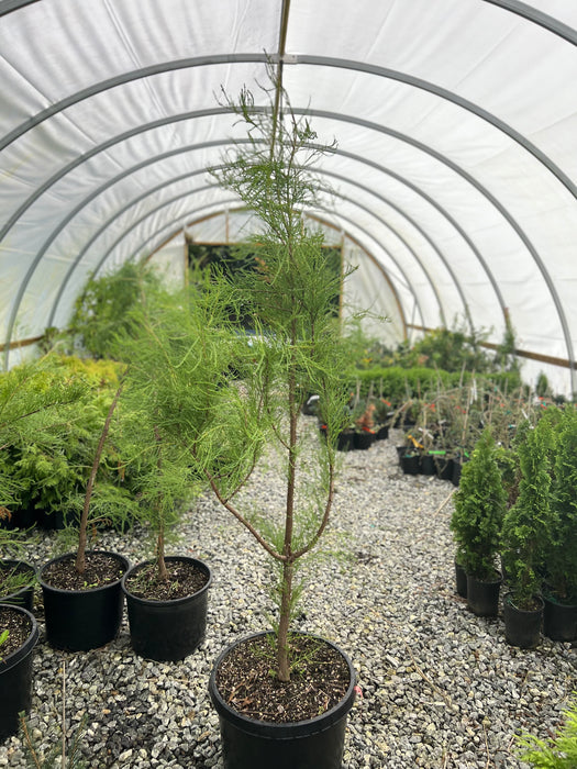 Taxodium aescendens 'Greenfeather®' Carolyn Malone Pond Cypress