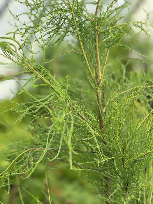 Taxodium aescendens 'Greenfeather®' Carolyn Malone Pond Cypress