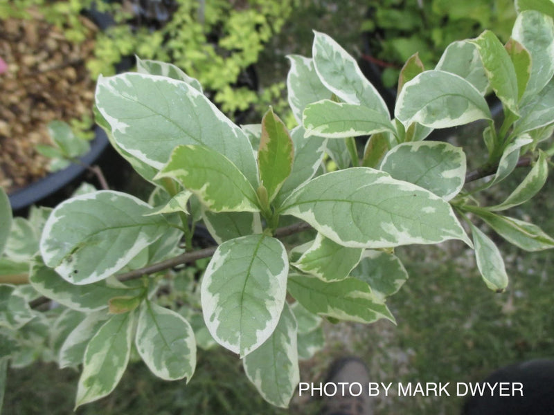 Nyssa sylvatica 'Sheri's Cloud' Variegated Black Gum