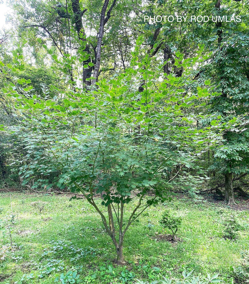 Acer pseudosieboldianum 'Hasselkus' Rare Japanese Maple