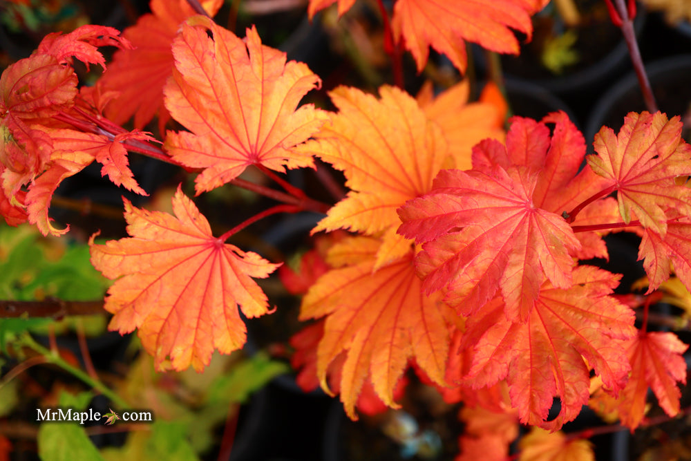 FOR PICKUP ONLY | Acer shirasawanum 'Aureum' Golden Full Moon Japanese Maple | DOES NOT SHIP
