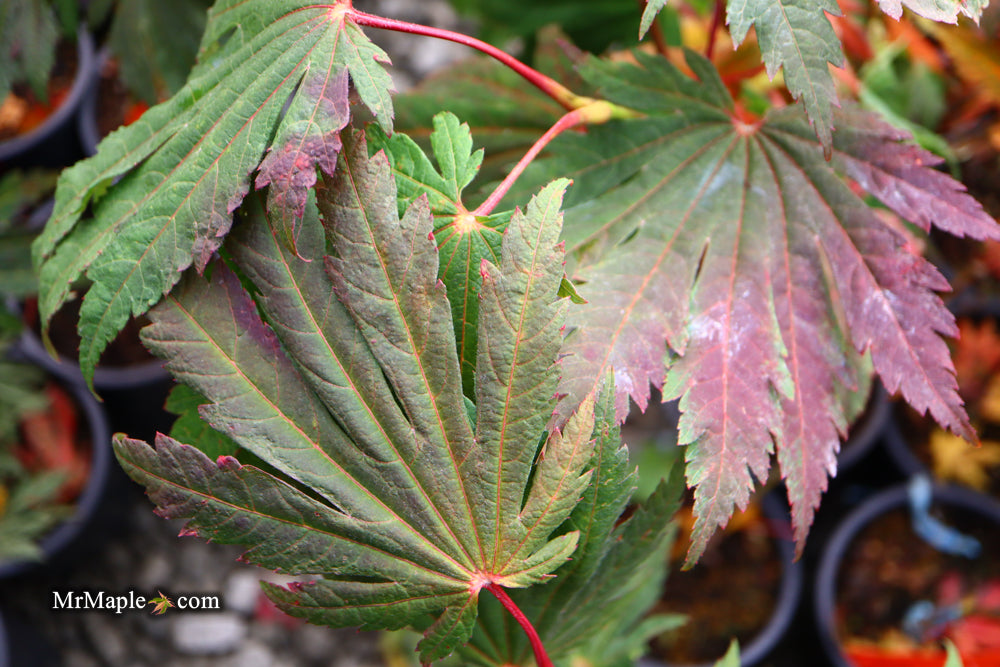 FOR PICKUP ONLY | Acer japonicum ‘Rising Sun’ Japanese Maple | DOES NOT SHIP