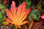 - FOR PICKUP ONLY | Acer japonicum ‘Rising Sun’ Japanese Maple | DOES NOT SHIP - Mr Maple │ Buy Japanese Maple Trees