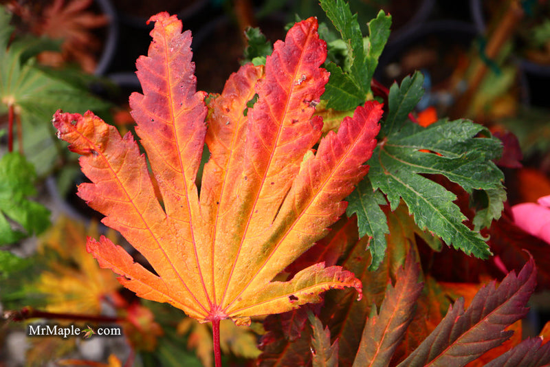 - FOR PICKUP ONLY | Acer japonicum ‘Rising Sun’ Japanese Maple | DOES NOT SHIP - Mr Maple │ Buy Japanese Maple Trees
