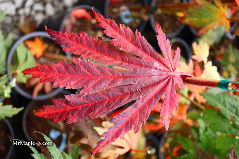 - FOR PICKUP ONLY | Acer japonicum ‘Rising Sun’ Japanese Maple | DOES NOT SHIP - Mr Maple │ Buy Japanese Maple Trees