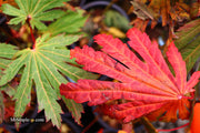 - FOR PICKUP ONLY | Acer japonicum ‘Rising Sun’ Japanese Maple | DOES NOT SHIP - Mr Maple │ Buy Japanese Maple Trees