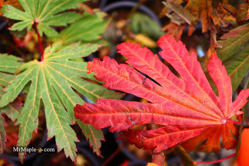 - FOR PICKUP ONLY | Acer japonicum ‘Rising Sun’ Japanese Maple | DOES NOT SHIP - Mr Maple │ Buy Japanese Maple Trees