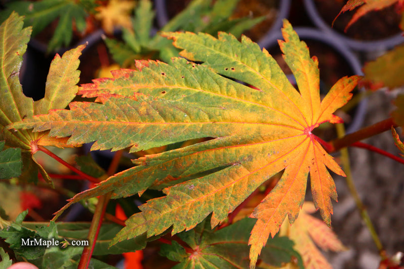 - FOR PICKUP ONLY | Acer japonicum ‘Rising Sun’ Japanese Maple | DOES NOT SHIP - Mr Maple │ Buy Japanese Maple Trees