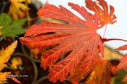 - FOR PICKUP ONLY | Acer japonicum ‘Rising Sun’ Japanese Maple | DOES NOT SHIP - Mr Maple │ Buy Japanese Maple Trees