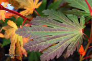 - FOR PICKUP ONLY | Acer japonicum ‘Rising Sun’ Japanese Maple | DOES NOT SHIP - Mr Maple │ Buy Japanese Maple Trees