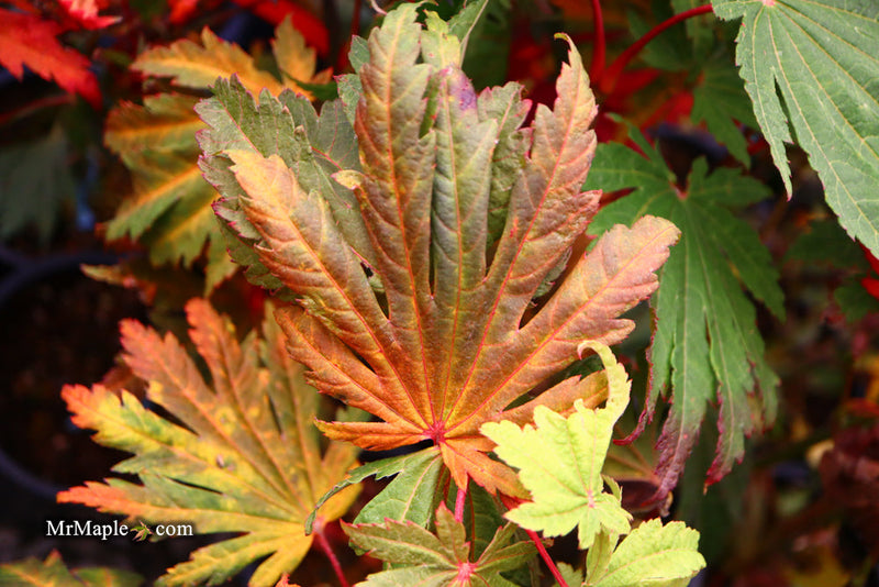 - FOR PICKUP ONLY | Acer japonicum ‘Rising Sun’ Japanese Maple | DOES NOT SHIP - Mr Maple │ Buy Japanese Maple Trees