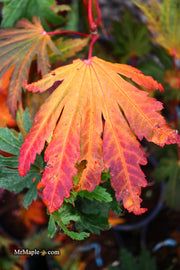 - FOR PICKUP ONLY | Acer japonicum ‘Rising Sun’ Japanese Maple | DOES NOT SHIP - Mr Maple │ Buy Japanese Maple Trees