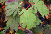 - FOR PICKUP ONLY | Acer japonicum ‘Rising Sun’ Japanese Maple | DOES NOT SHIP - Mr Maple │ Buy Japanese Maple Trees