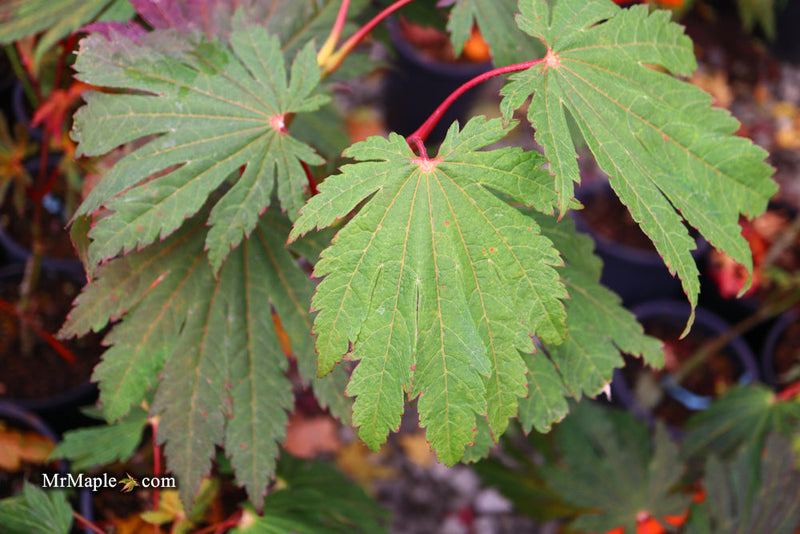 - FOR PICKUP ONLY | Acer japonicum ‘Rising Sun’ Japanese Maple | DOES NOT SHIP - Mr Maple │ Buy Japanese Maple Trees