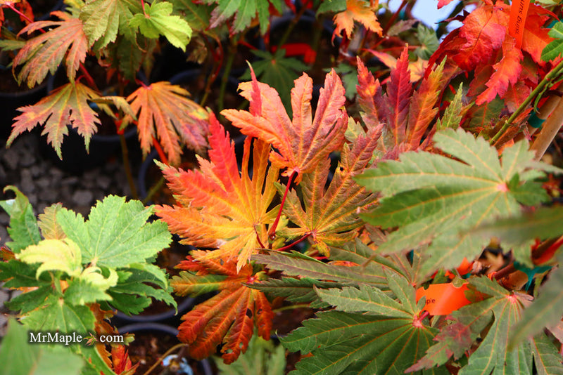 - FOR PICKUP ONLY | Acer japonicum ‘Rising Sun’ Japanese Maple | DOES NOT SHIP - Mr Maple │ Buy Japanese Maple Trees