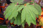 - FOR PICKUP ONLY | Acer japonicum ‘Rising Sun’ Japanese Maple | DOES NOT SHIP - Mr Maple │ Buy Japanese Maple Trees