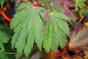 - FOR PICKUP ONLY | Acer japonicum ‘Rising Sun’ Japanese Maple | DOES NOT SHIP - Mr Maple │ Buy Japanese Maple Trees