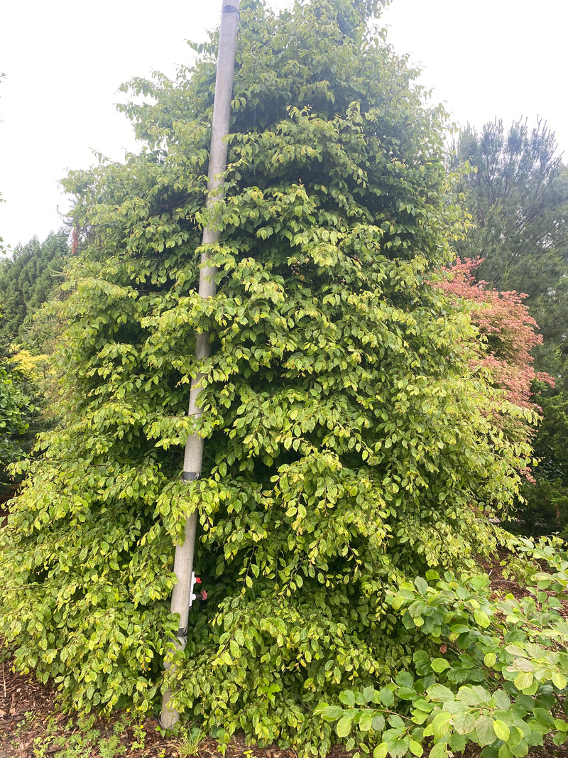 Carpinus betulus 'Follis Argentovariegata Pendula' Variegated European Hornbeam