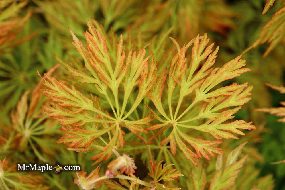 FOR PICKUP ONLY | Acer japonicum 'Abby’s Weeping' Dwarf Full Moon Japanese Maple | DOES NOT SHIP