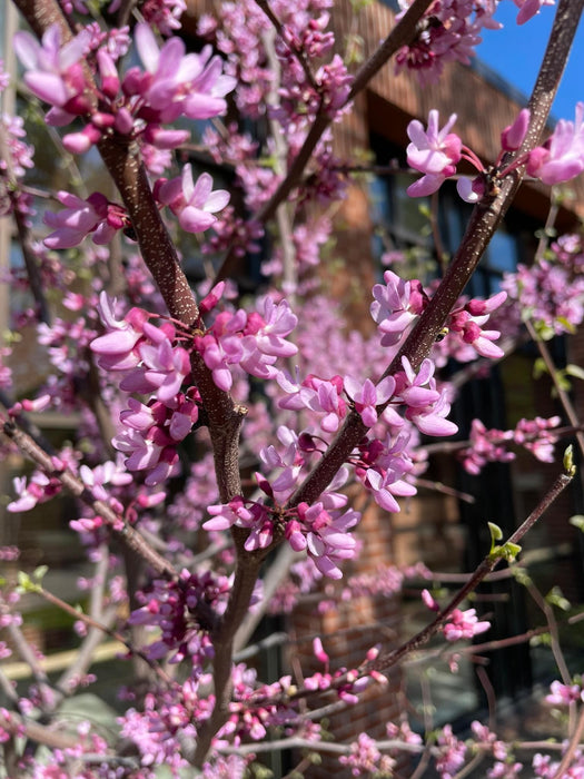 Cercis canadensis 'Pink Trim' Northern Herald Cold Tolerant Redbud