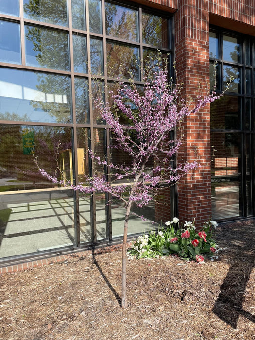 Cercis canadensis 'Pink Trim' Northern Herald Cold Tolerant Redbud