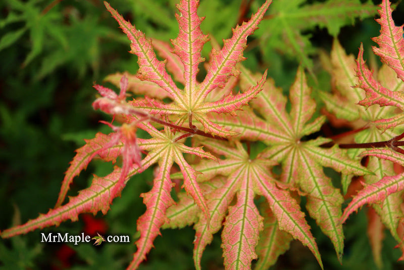 - FOR PICKUP ONLY | Acer palmatum 'Nebula' Variegated Japanese Maple | DOES NOT SHIP - Mr Maple │ Buy Japanese Maple Trees