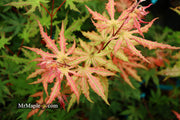 - FOR PICKUP ONLY | Acer palmatum 'Nebula' Variegated Japanese Maple | DOES NOT SHIP - Mr Maple │ Buy Japanese Maple Trees