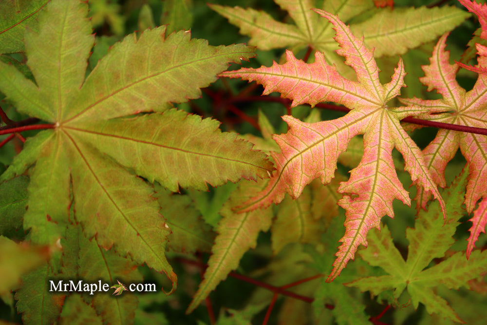 - FOR PICK UP ONLY | Acer palmatum 'Amber Ghost' Japanese Maple | DOES NOT SHIP - Mr Maple │ Buy Japanese Maple Trees