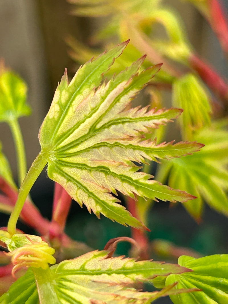 Acer palmatum 'Starry Skies' Variegated Japanese Maple