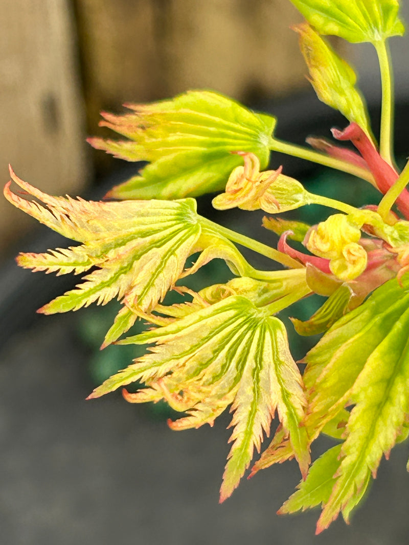 Acer palmatum 'Starry Skies' Variegated Japanese Maple