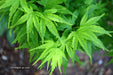 - FOR PICKUP ONLY | Acer palmatum 'Tattoo' Dwarf Japanese Maple | DOES NOT SHIP - Mr Maple │ Buy Japanese Maple Trees