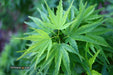 - FOR PICKUP ONLY | Acer palmatum 'Tattoo' Dwarf Japanese Maple | DOES NOT SHIP - Mr Maple │ Buy Japanese Maple Trees