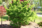 - FOR PICKUP ONLY | Acer palmatum 'Shishigashira' Lion's Head Japanese Maple | DOES NOT SHIP - Mr Maple │ Buy Japanese Maple Trees