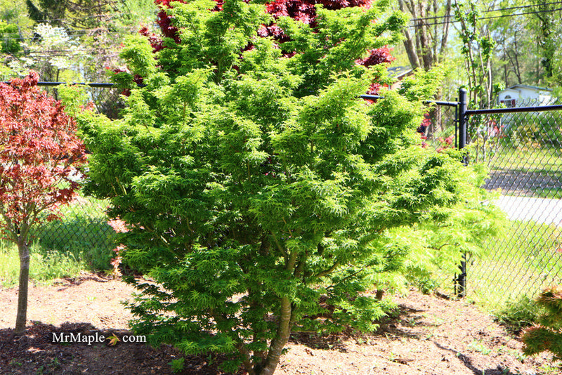 - FOR PICKUP ONLY | Acer palmatum 'Shishigashira' Lion's Head Japanese Maple | DOES NOT SHIP - Mr Maple │ Buy Japanese Maple Trees