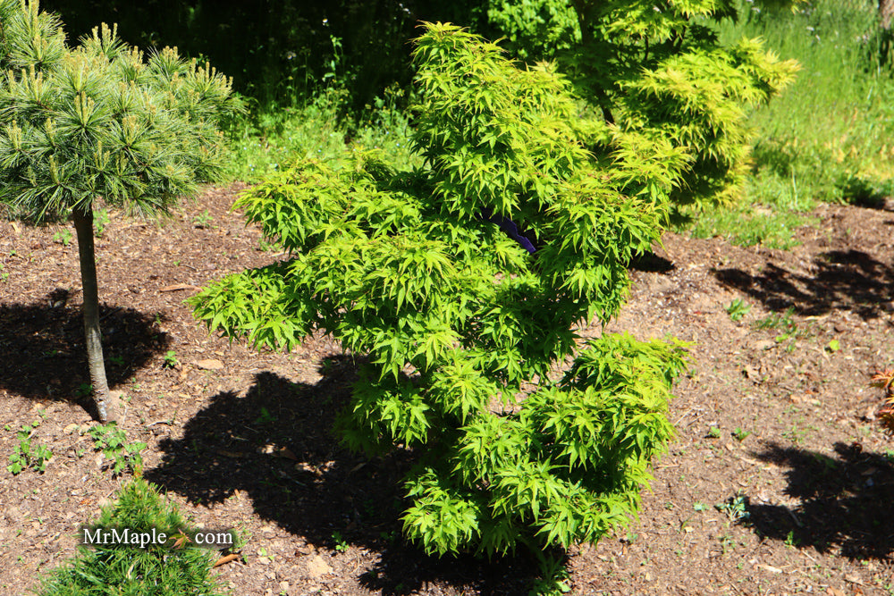 - FOR PICKUP ONLY | Acer palmatum 'Tattoo' Dwarf Japanese Maple | DOES NOT SHIP - Mr Maple │ Buy Japanese Maple Trees