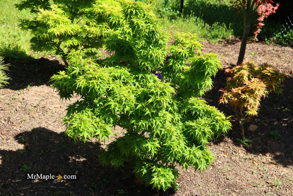 - FOR PICKUP ONLY | Acer palmatum 'Tattoo' Dwarf Japanese Maple | DOES NOT SHIP - Mr Maple │ Buy Japanese Maple Trees