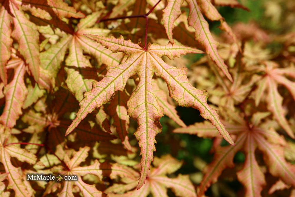 FOR PICK UP ONLY | Acer palmatum 'Jubilee' Japanese Maple | DOES NOT SHIP