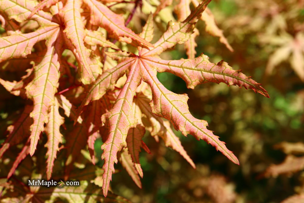 FOR PICK UP ONLY | Acer palmatum 'Jubilee' Japanese Maple | DOES NOT SHIP