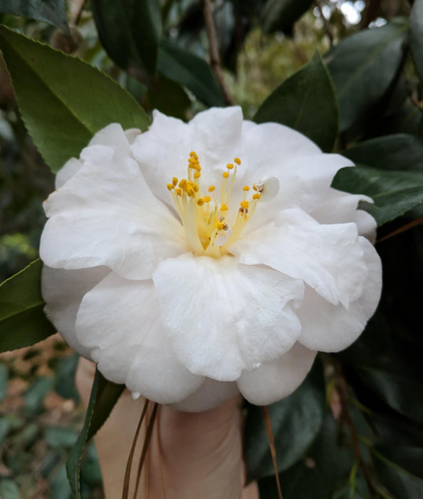 Camellia japonica 'Lester M. Allen' Pink Flowering Camellia