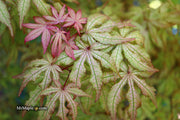 - FOR PICK UP ONLY | Acer palmatum 'Amber Ghost' Japanese Maple | DOES NOT SHIP - Mr Maple │ Buy Japanese Maple Trees