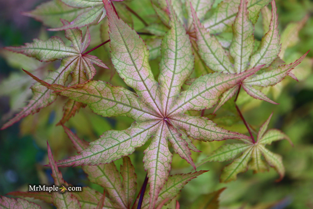 FOR PICK UP ONLY | Acer palmatum 'Amber Ghost' Japanese Maple | DOES NOT SHIP