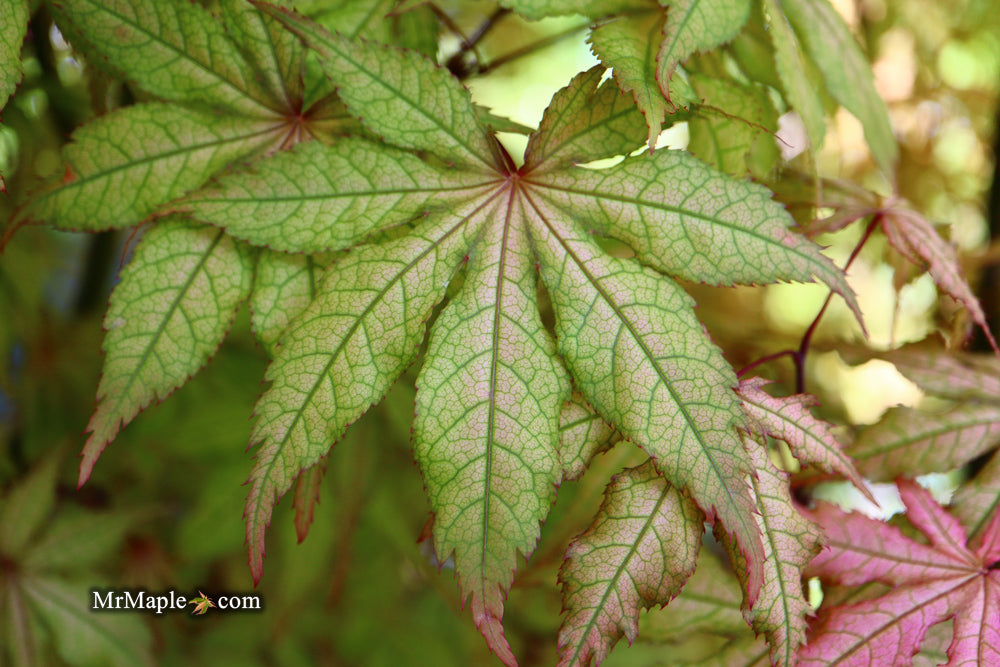 - FOR PICK UP ONLY | Acer palmatum 'Amber Ghost' Japanese Maple | DOES NOT SHIP - Mr Maple │ Buy Japanese Maple Trees