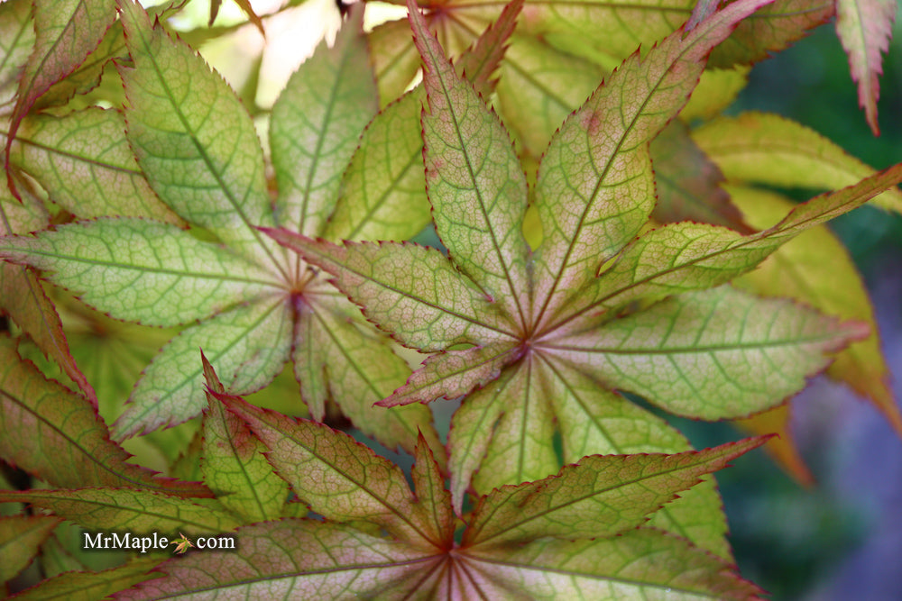 FOR PICK UP ONLY | Acer palmatum 'Amber Ghost' Japanese Maple | DOES NOT SHIP