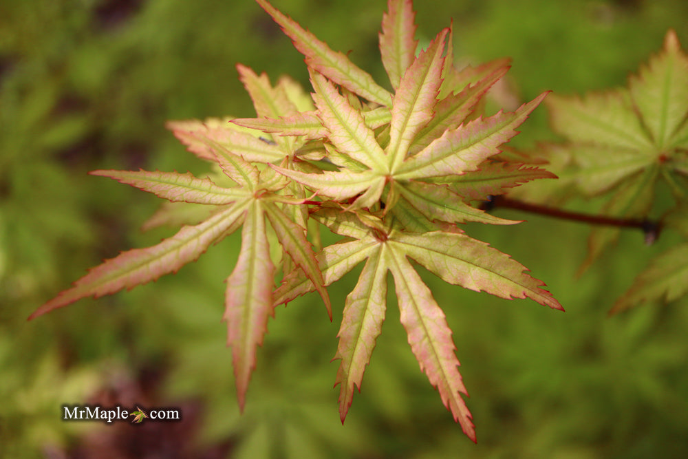 FOR PICK UP ONLY | Acer palmatum 'Blonde Beauty' Japanese Maple | DOES NOT SHIP